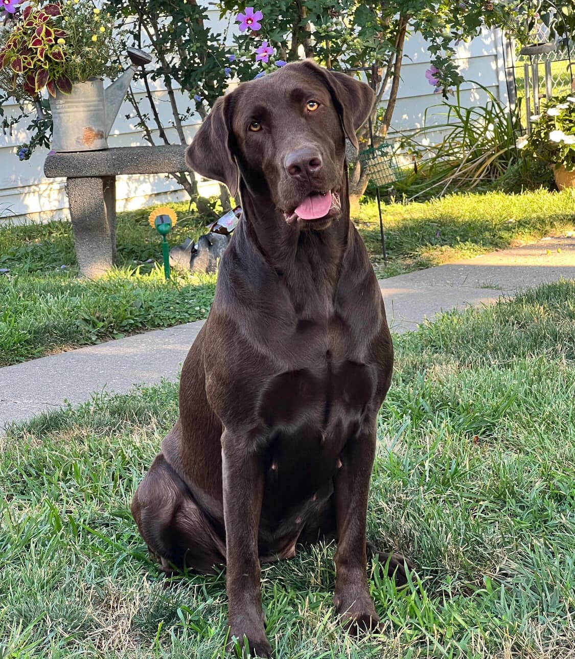 Chocolate Labrador