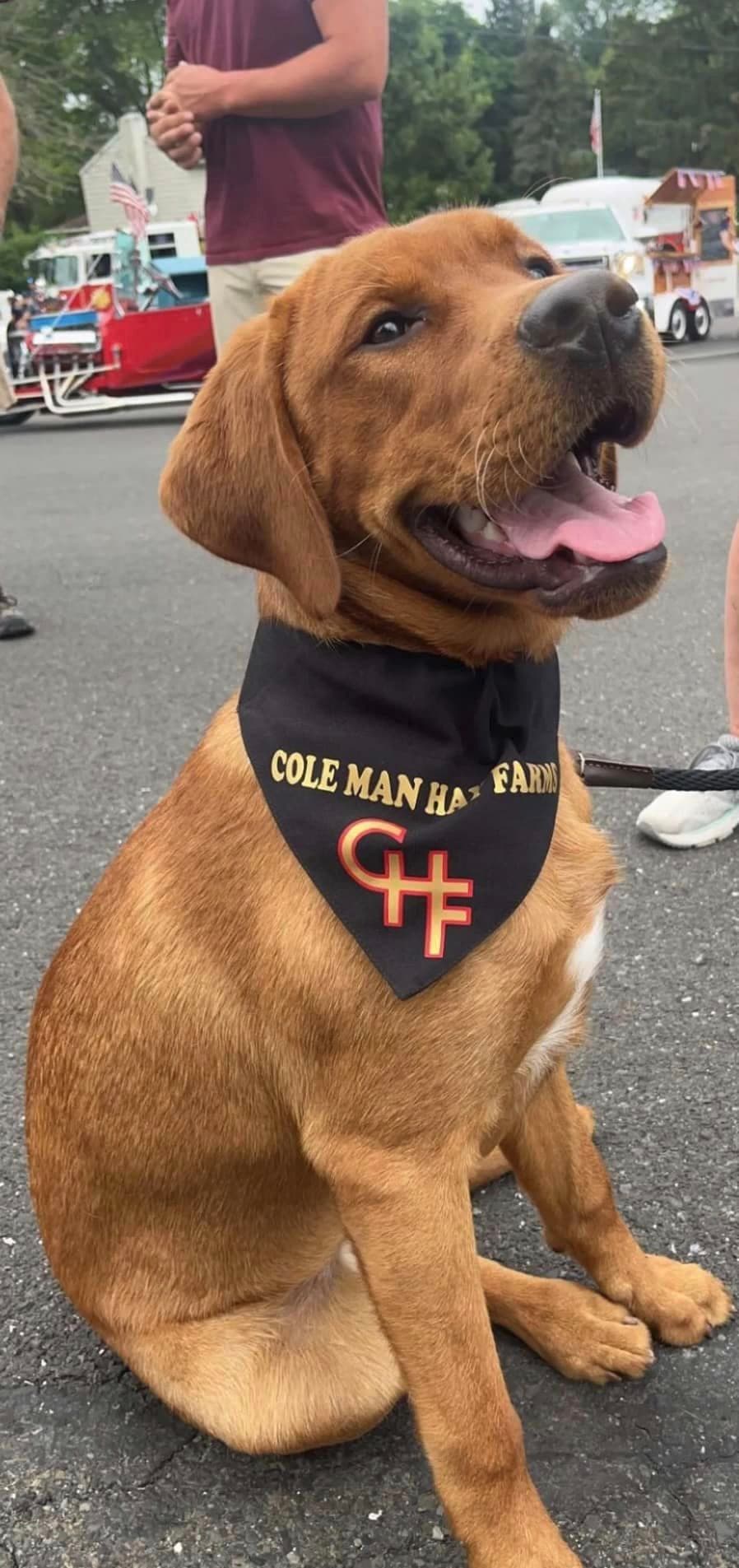 Red English Labrador