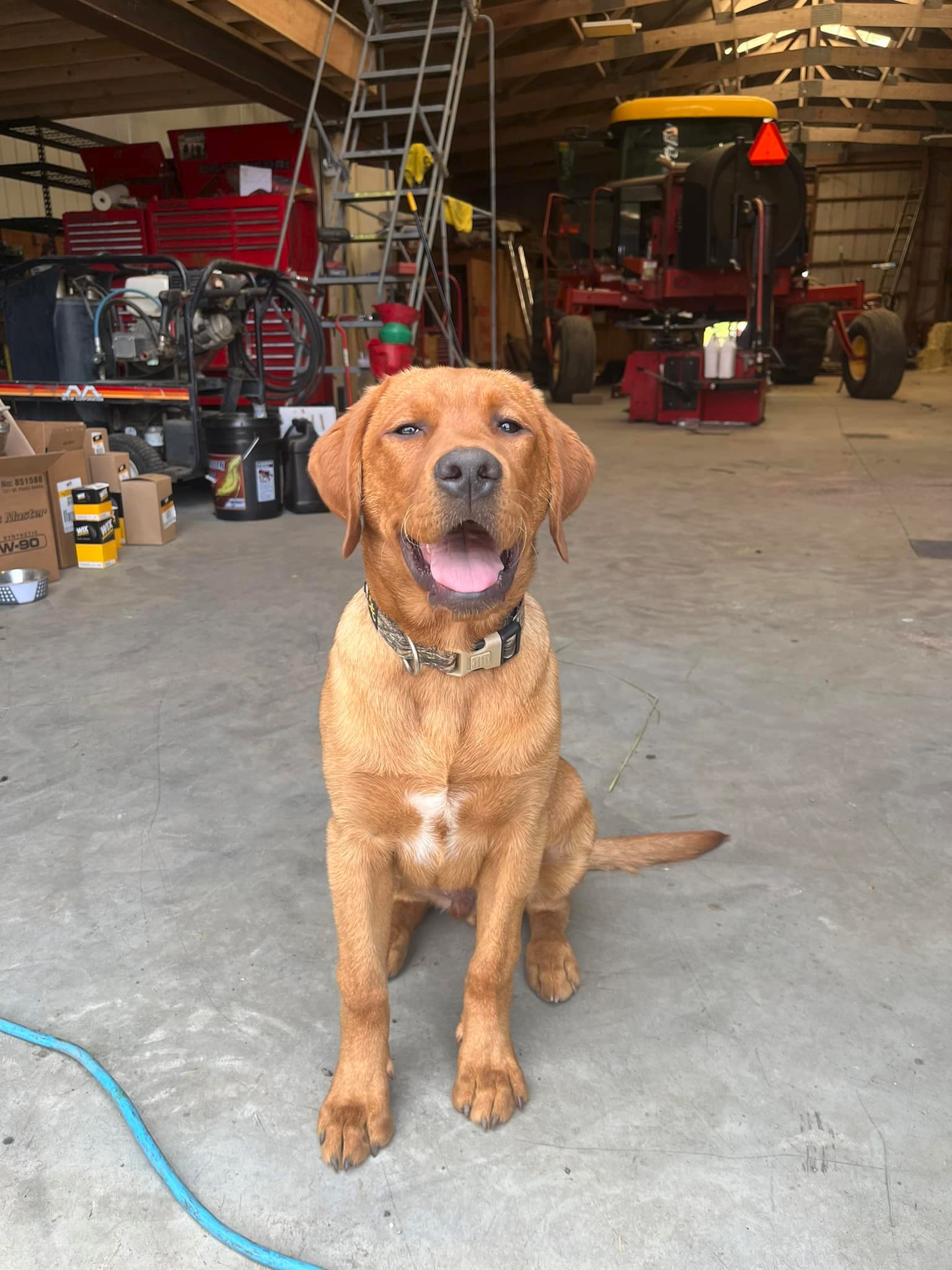 Red Lab in machine shed