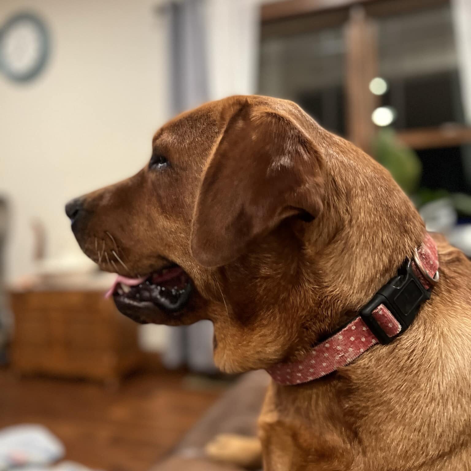 English Labrador