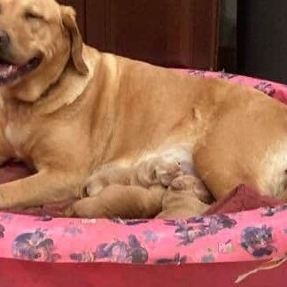 American Labrador with litter of pups