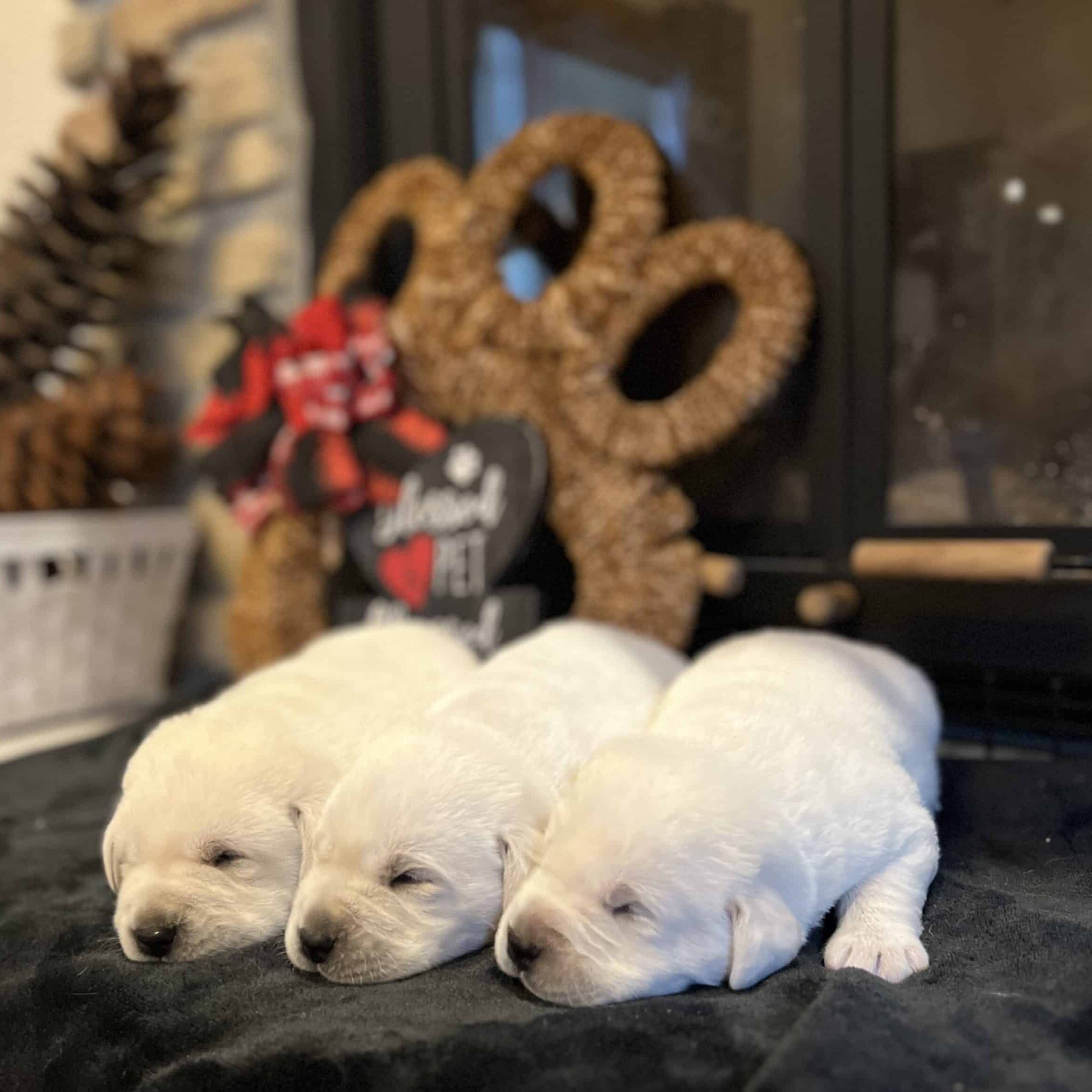 elsa boys